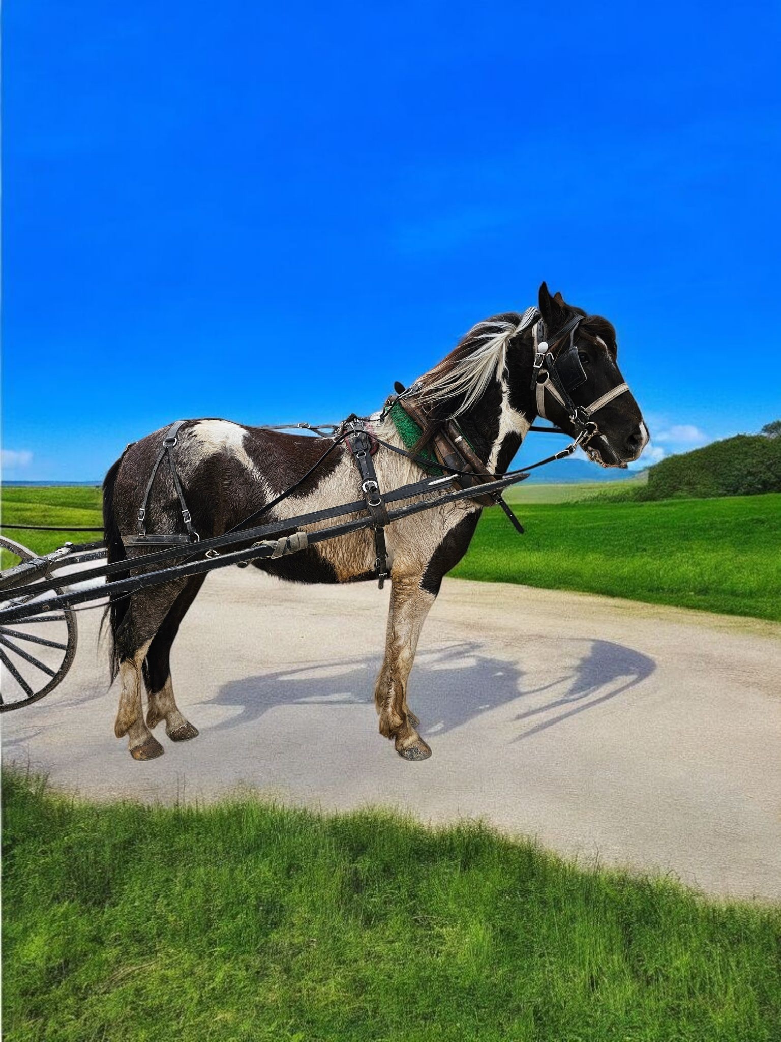 Orca - 3 year old driving pony - Green broke but going nicely - needs more ground work -